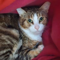 WEASLEY, chat à adopter