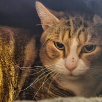 DUDLEY, chat à adopter