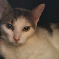 POTTER, chat à adopter