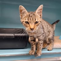 TEXANE, chatte à adopter