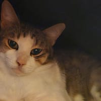 NEVILLE, chat à adopter