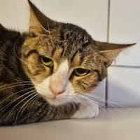 HAGRID, chat à adopter