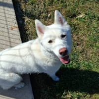MAYA, chienne à adopter