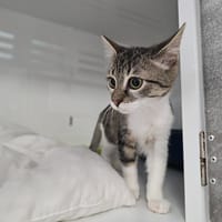 Milou, chat à adopter