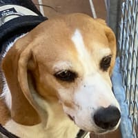 MAGGIE, chienne à adopter