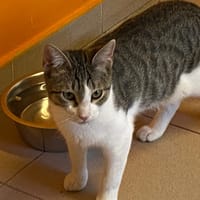 KOVU, chat à adopter