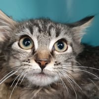 Chiffmol, chat à adopter