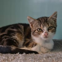 TADAM, chat à adopter