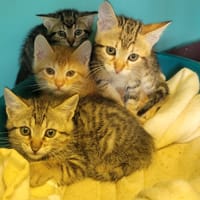 Zera, chatte à adopter