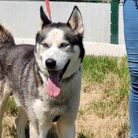 Rafale, chien à adopter