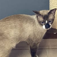 NINOU, chat à adopter
