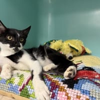 ARUM, chat à adopter