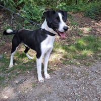 BINGO, chien à adopter