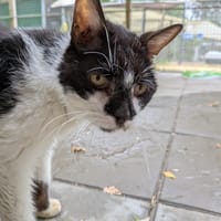 JAVA, chatte à adopter