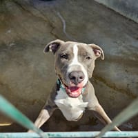 Dobble, chien à adopter