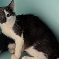 Bacchus [Chaton], chat à adopter
