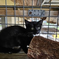 DRAGIBUS, chat à adopter