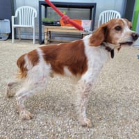 Lasco, chien à adopter