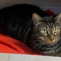 BABETTE, chatte à adopter