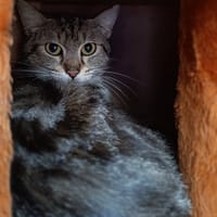 Estrela, chatte à adopter