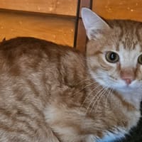 ARAGOG, chat à adopter