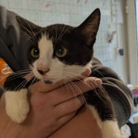 Vesta [Chaton], chatte à adopter