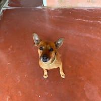TILOU PAA23006, chien à adopter