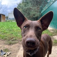Nala (réservée), chienne à adopter