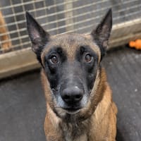 Rhesus, chien à adopter