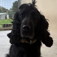 Lola, chienne à adopter