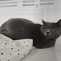 PAMOUK, chatte à adopter
