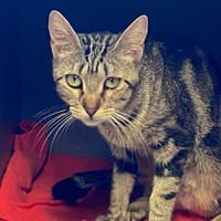 JULIA, chatte à adopter