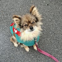 LYRA, chienne à adopter