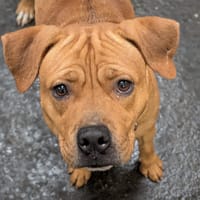 Utah, chien à adopter