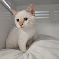 Milo, chat à adopter