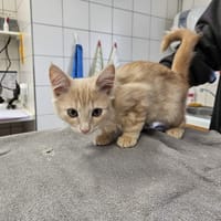 NATSU, chat à adopter