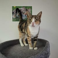 CALICO, chatte à adopter