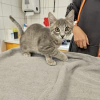 GREY, chat à adopter