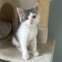 Nani, chatte à adopter