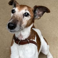 JOCKER, chien à adopter