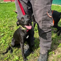 Flash, chien à adopter