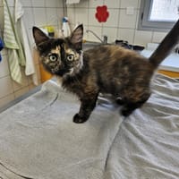 TOUDOUE, chatte à adopter