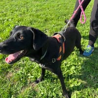 Océane, chienne à adopter