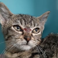 Cardboard, chat à adopter