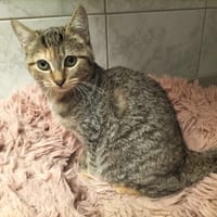 SOUPE, chatte à adopter