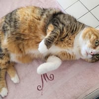 KYARA, chatte à adopter