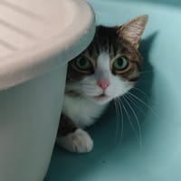 ROSY, chatte à adopter