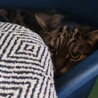YAHIKO, chat à adopter