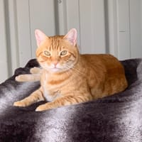 Indalo, chat à adopter