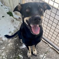 ALBATOR, chien à adopter